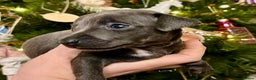 Italian Greyhound dogs for sale: KC Reg Italian Greyhound blue girl - Advert 1