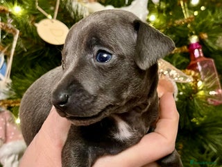 Italian Greyhound dogs KC Reg Italian Greyhound blue girl - Advert 2