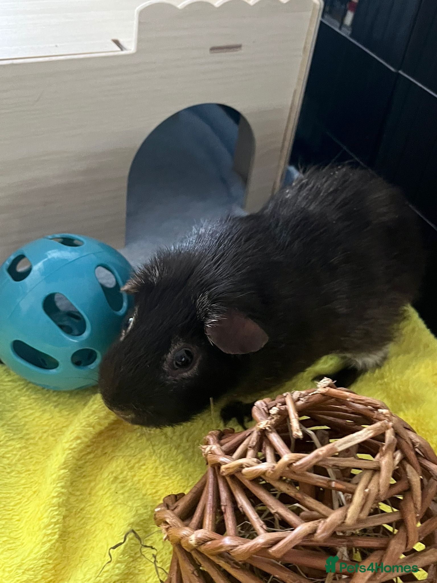 Guinea Pig rodents for sale: Male Guine Pig 10 months old with accessories - Advert 2