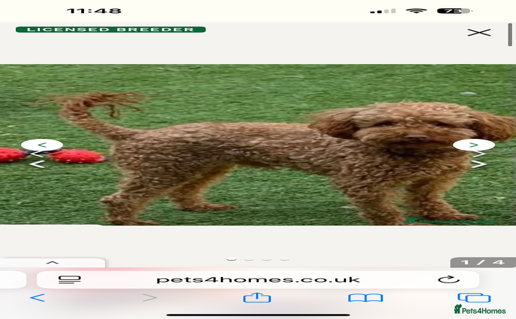 Toy Poodle dogs - Advert 1