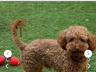 Toy Poodle dogs Kc toy poodle for stud duties - Advert 14