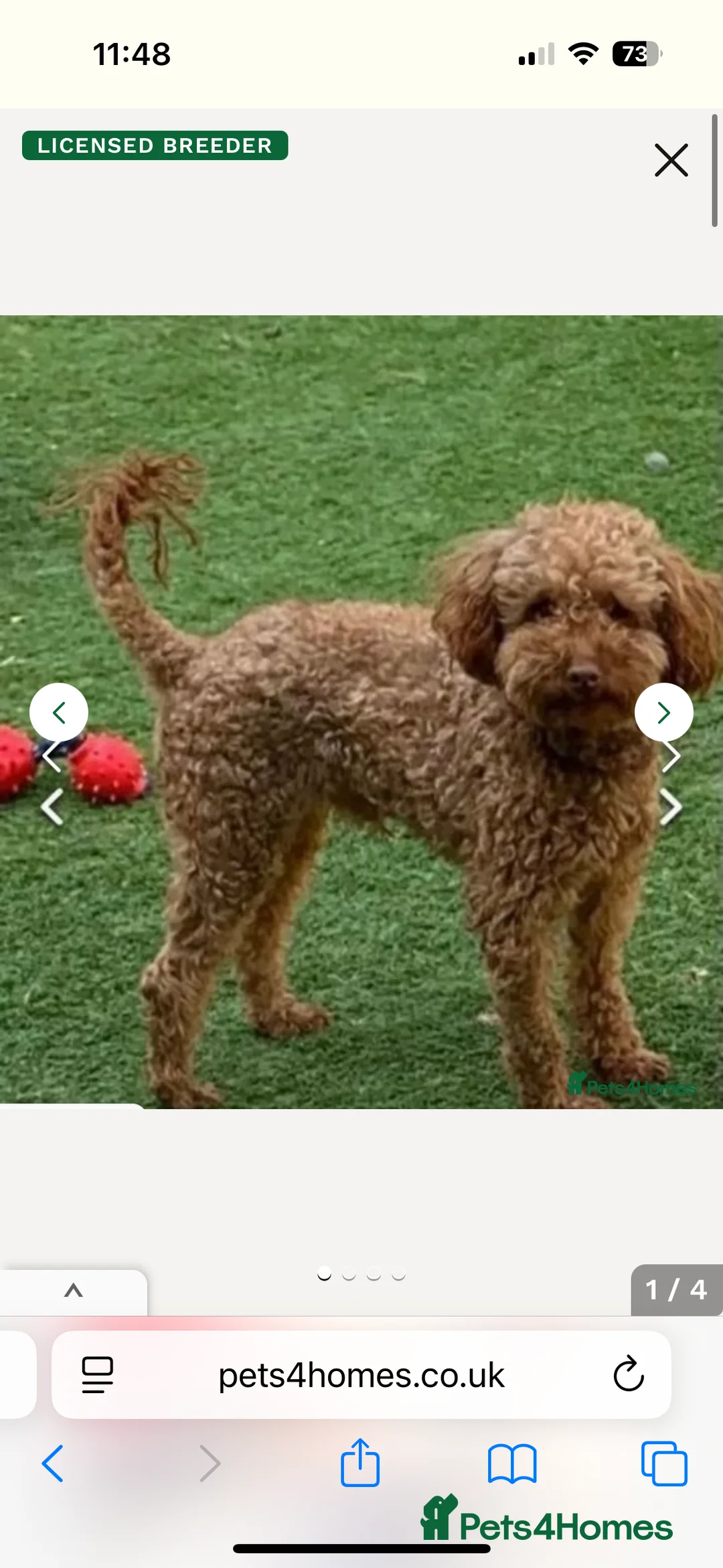 Toy Poodle dogs for stud: Kc toy poodle for stud duties  - Advert 1