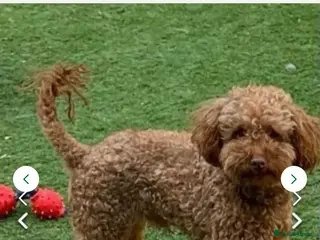 Toy Poodle dogs Kc toy poodle for stud duties - Advert 16