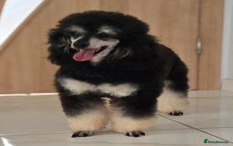 Miniature Poodle dogs for sale: SMALL SIZE MINIATURE PUPPIES RARE COLOUR DNA TEST - Image 28