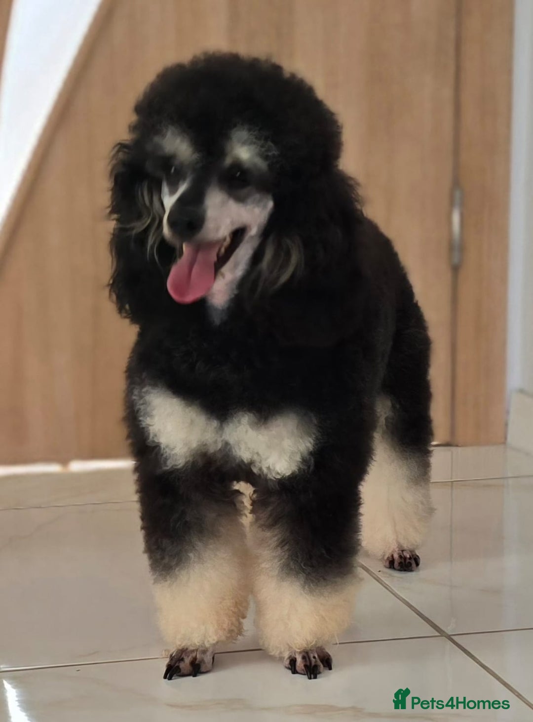 Miniature Poodle dogs for sale: SMALL SIZE MINIATURE PUPPIES RARE COLOUR DNA TEST - Image 28