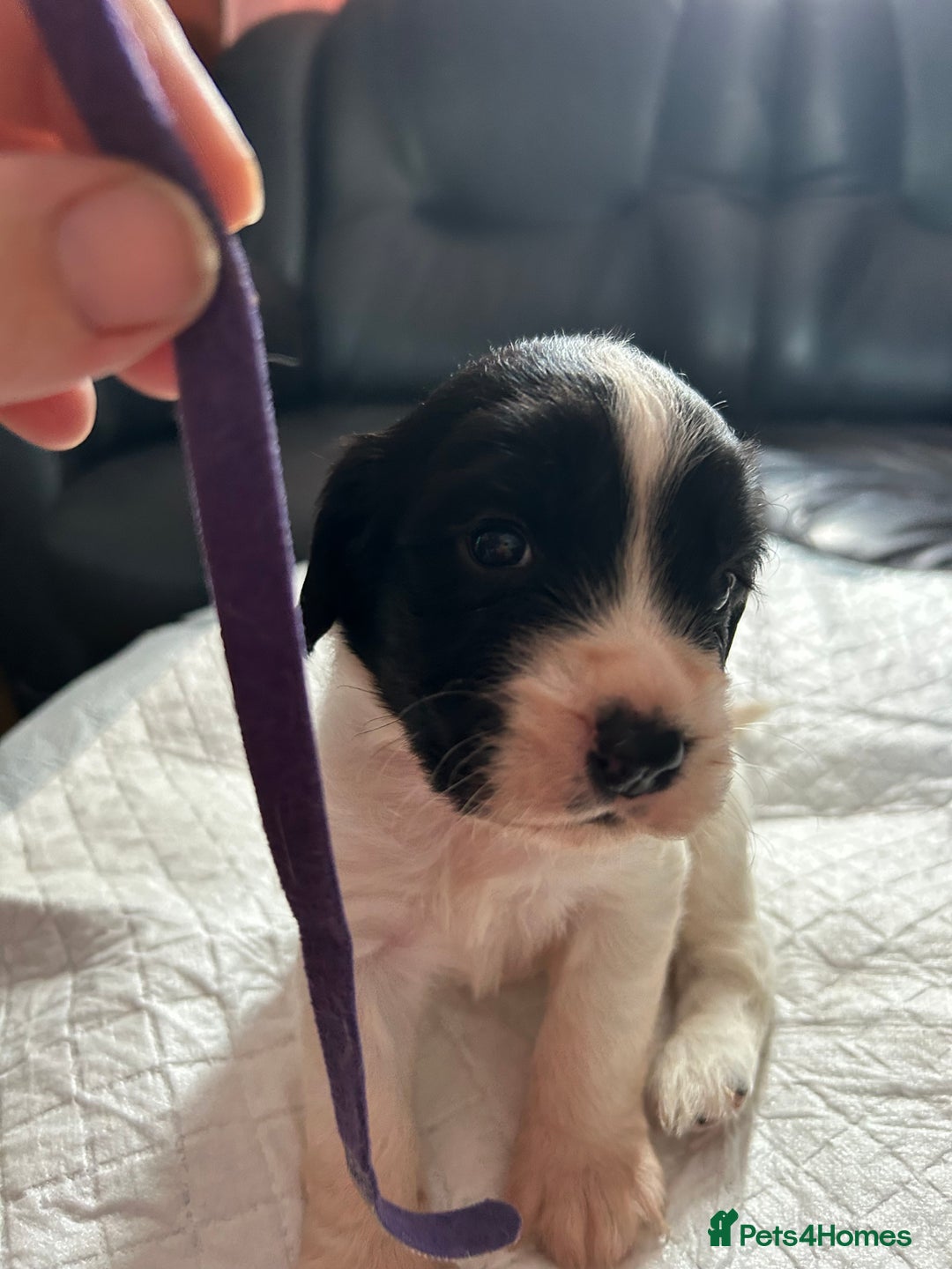 Sprocker dogs for sale: Beautiful surprise  - Image 2