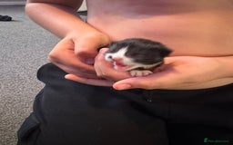 Mixed Breed cats for sale: Black and white kittens  - Image 7