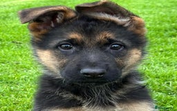 German Shepherd dogs for sale: German Shepherd Dog. - Image 4