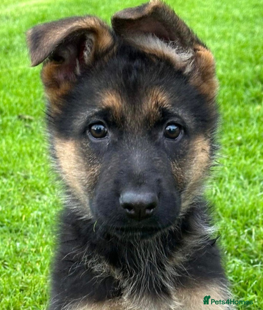 German Shepherd dogs for sale: German Shepherd Dog. - Image 4
