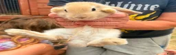 Mini Lion Lop rabbits for sale: lion lop bunnies  - Advert 13