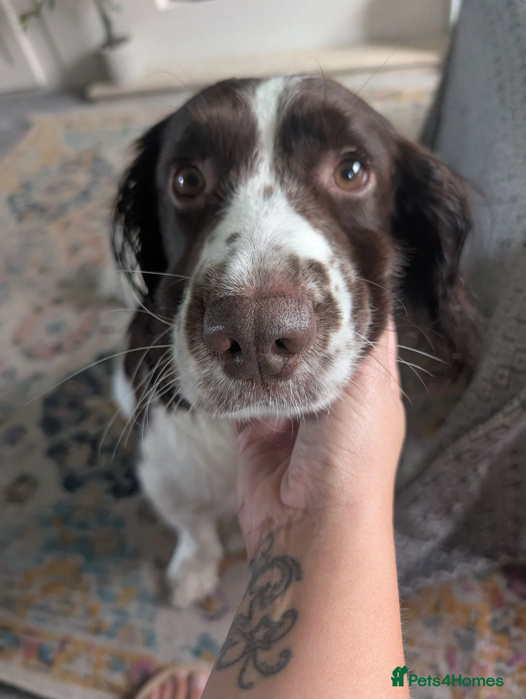 English Springer Spaniel dogs for stud: English Springer Spaniel  in Doncaster - Advert 4