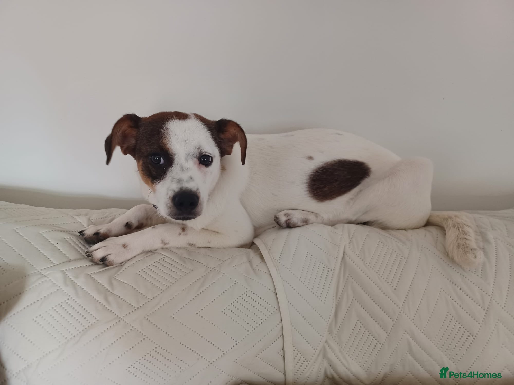 Mixed Breed dogs Rainey 🩷 - Advert 15