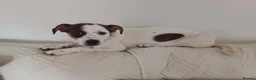 Mixed Breed dogs for adoption: Rainey 🩷 in Bournemouth - Advert 1