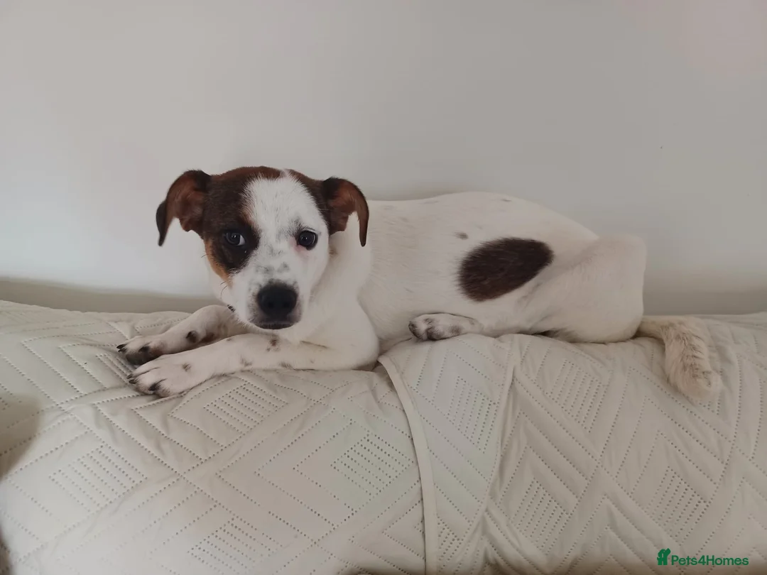Mixed Breed dogs for adoption: Rainey 🩷 in Bournemouth - Advert 1