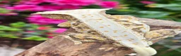 Gecko reptiles for sale: Crested geckos  - Advert 20