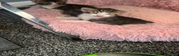 Mixed Breed cats for sale: Kittens two tabby one grey kitten  - Advert 5