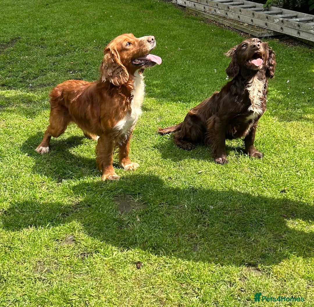 Sprocker dogs for sale: Sprocker puppies mixed litter  - Image 6