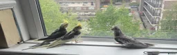 Mixed Breed birds for sale: Baby Cocatiel birds and budgies - Advert 33