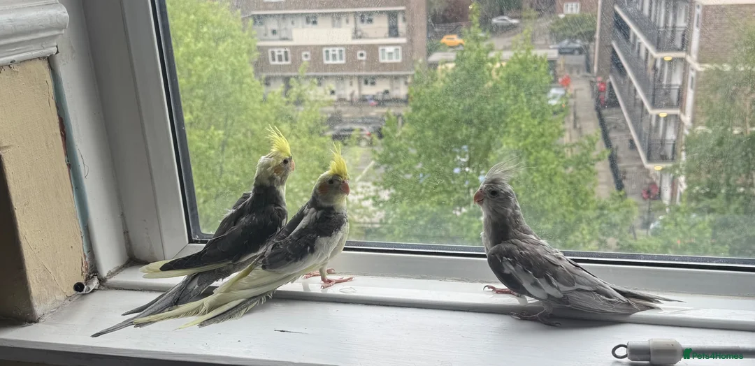 Mixed Breed birds for sale: Baby Cocatiel birds and budgies - Advert 33