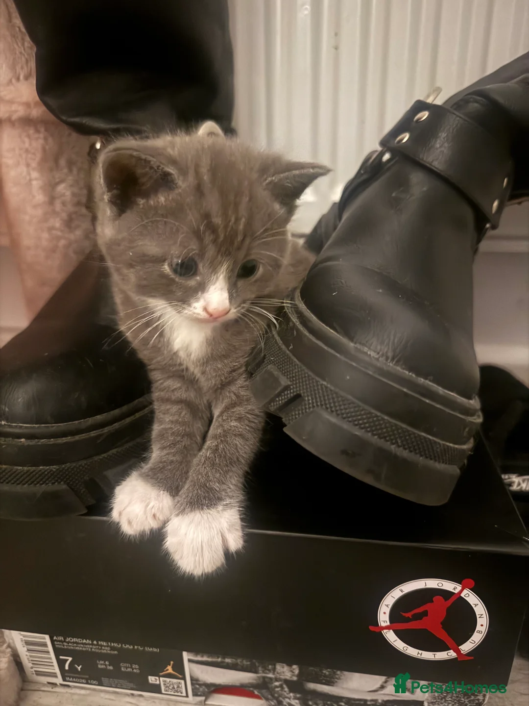 British Shorthair cats for sale: Kittens for Sale - Advert 2