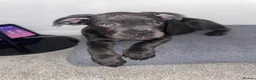 Cane Corso dogs for sale: Came Corso Puppy - Advert 3