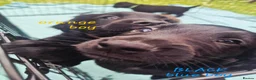 Sprocker dogs for sale: Sprocker Puppies READY NOW ✨️ - Advert 17