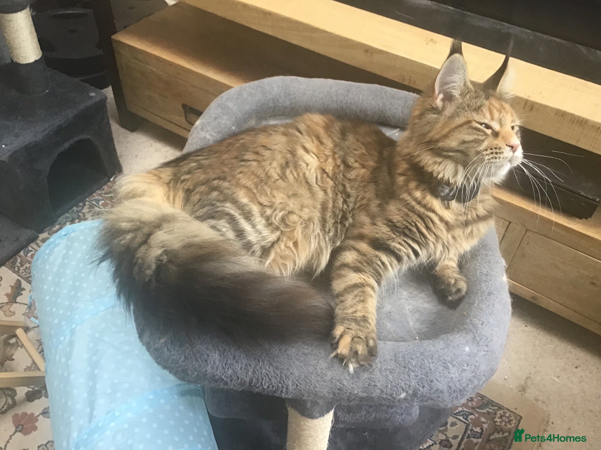Maine Coon cats Beautiful tabby full M/C girl - Advert 3