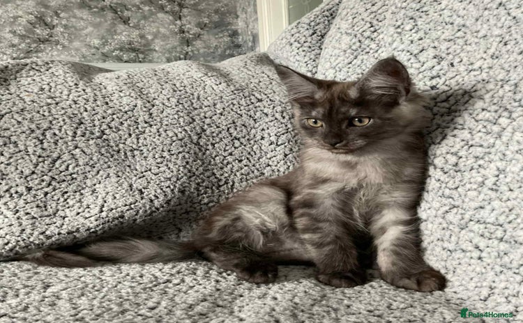 Maine Coon cats - Advert 1