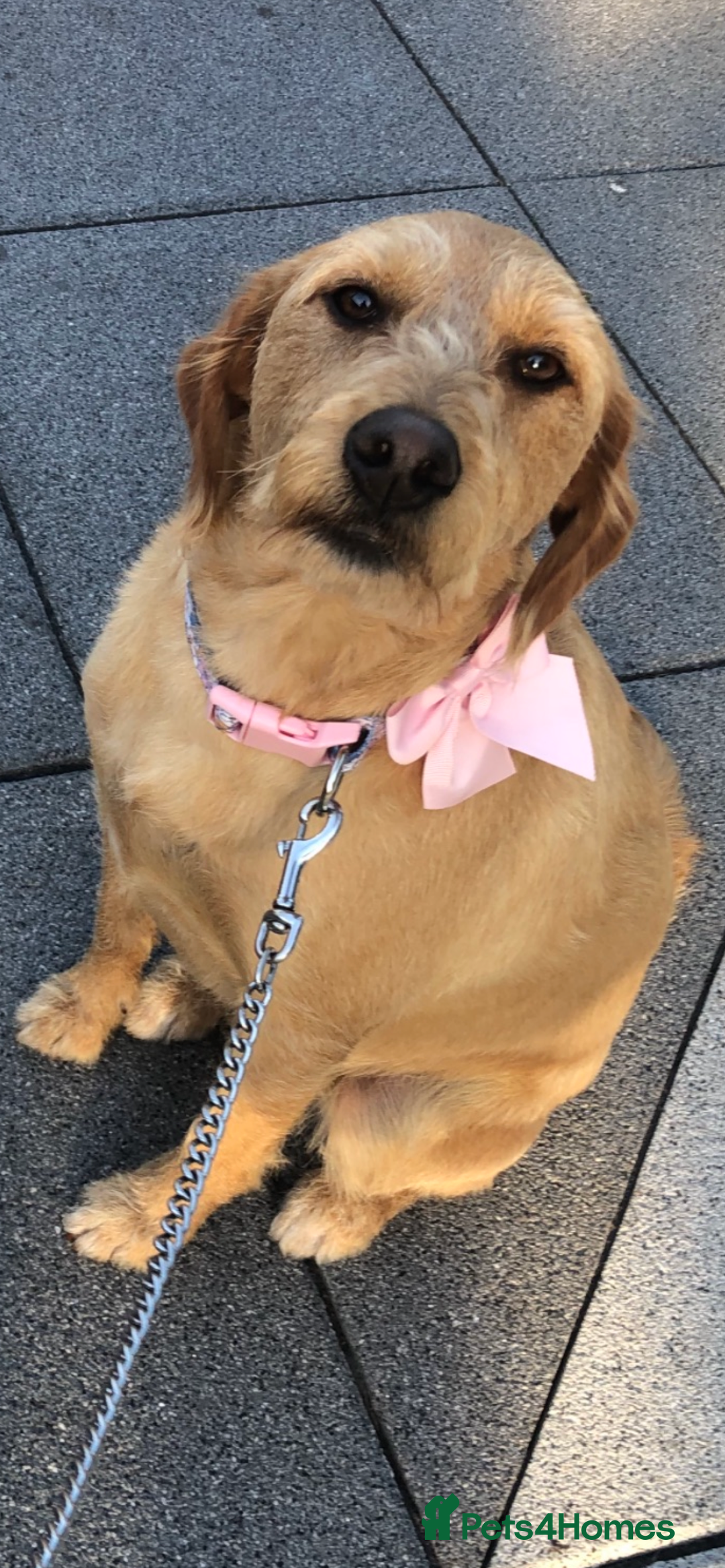 Labradoodle dogs for sale: Bailey - Advert 2