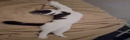 Mixed Breed cats for sale: Looking for a new loving home! - Advert 3