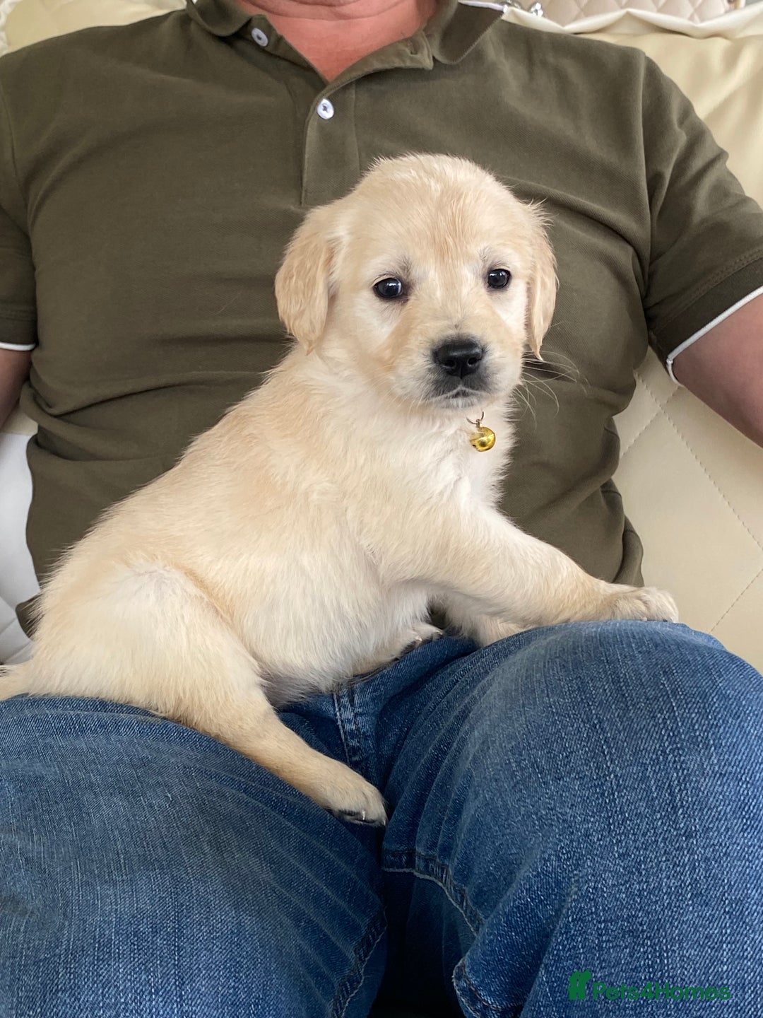 Golden Retriever dogs for sale: Fabulous golden retriever puppies  - Image 10
