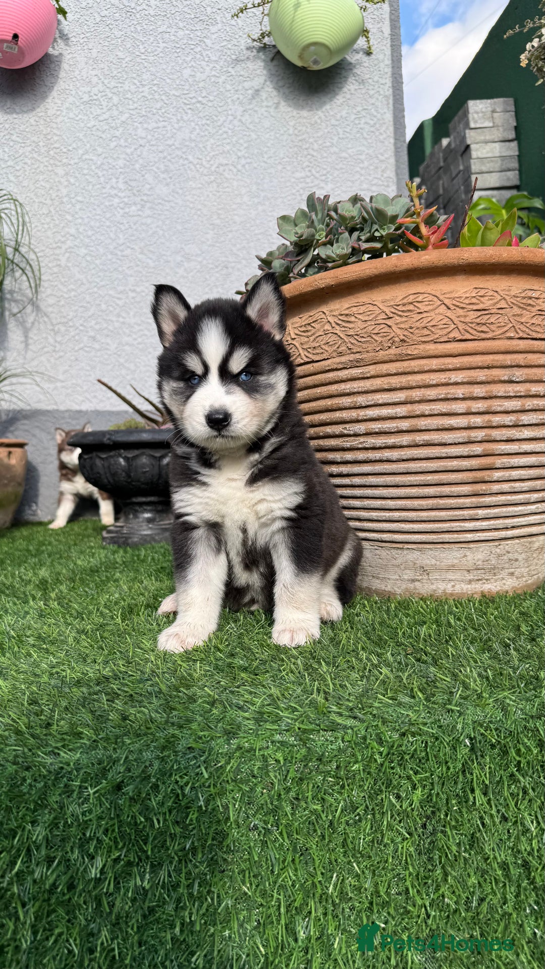 Siberian Husky dogs for sale: Siberian husky puppies - Image 6