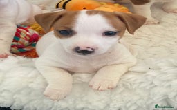 Jack Russell dogs for sale: Stunning 7 wks Jack Russell Terrier pups £950 - Image 9