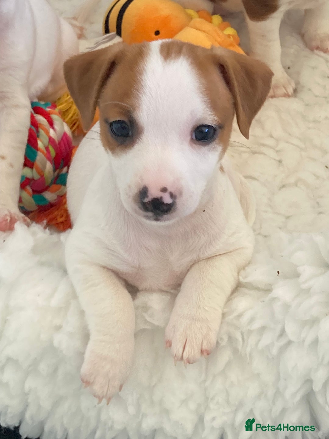 Jack Russell dogs for sale: Stunning 7 wks Jack Russell Terrier pups £950 - Image 9