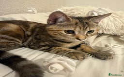 Mixed Breed cats for sale: Looking for a Loving Home for My Cat 🐾 - Image 2