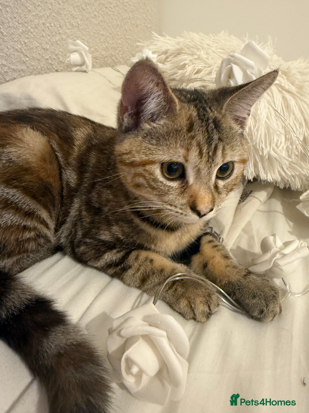 Mixed Breed cats for sale: Looking for a Loving Home for My Cat 🐾 - Image 2