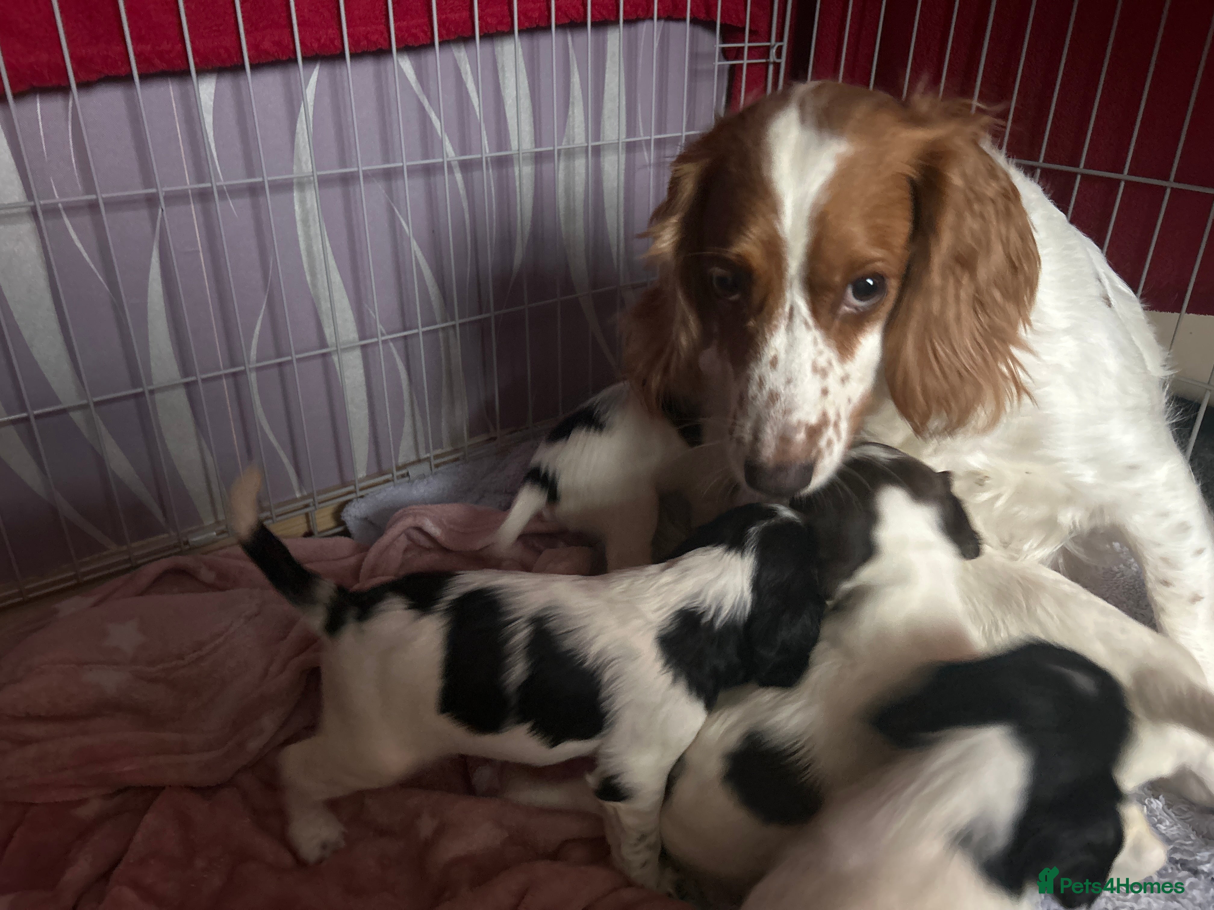 Sprocker dogs 2 beautiful sprokers boys left ready now  - Advert 6