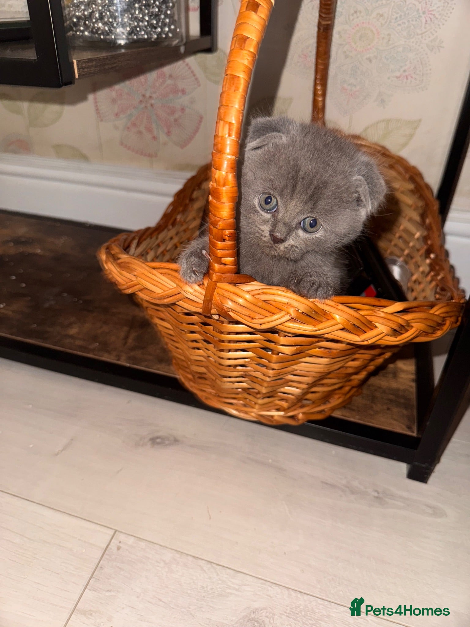 British Shorthair cats British kitten - Advert 8