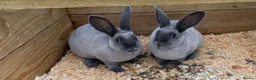 Rex rabbits for sale: Two blue baby Rex girls - Advert 2