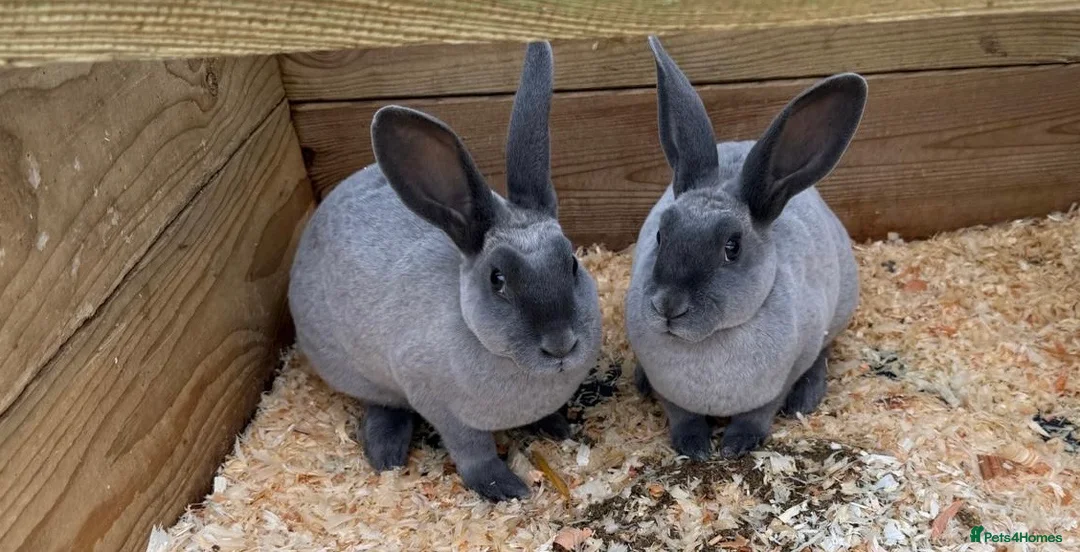 Rex rabbits for sale: Two blue baby Rex girls - Advert 2