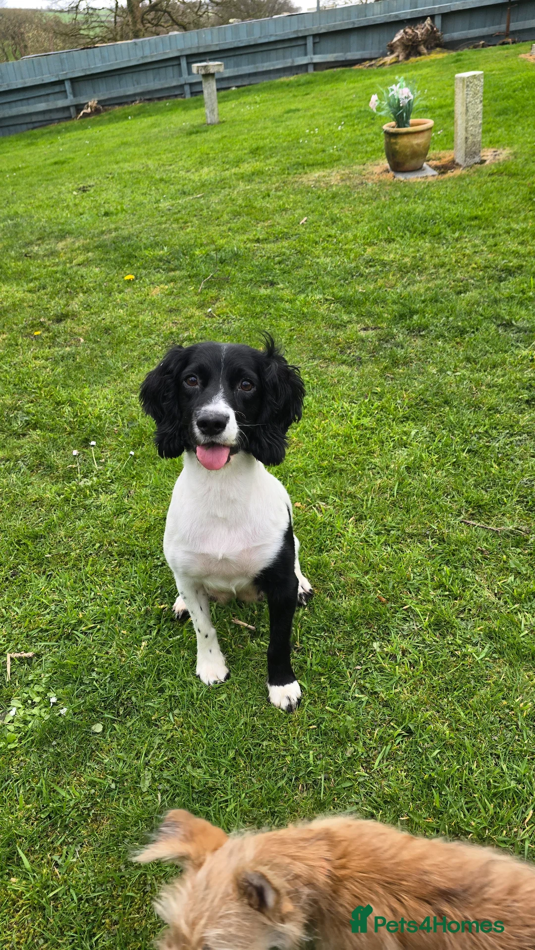 English Springer Spaniel dogs for sale: KC Registered Working Springer Spaniel Puppies in Lostwithiel - Advert 2
