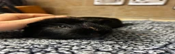 Guinea Pig rodents for sale: Male Guinea Pig in Cwmbran - Advert 2