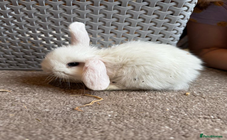 Mini Lop rabbits - Advert 13