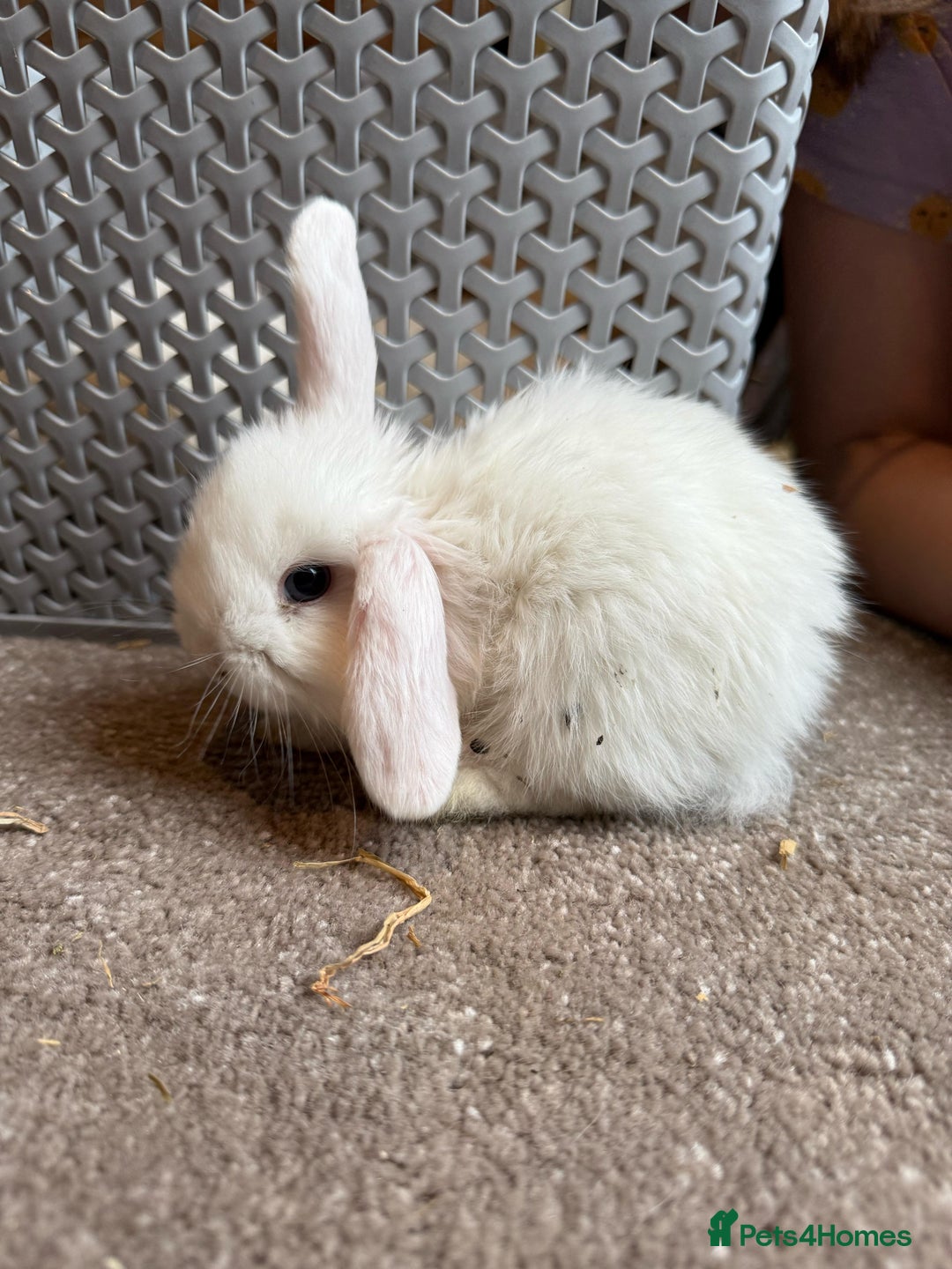 Mini Lop rabbits for sale: Adorable mini lop babies ready after 20th Aug - Image 1