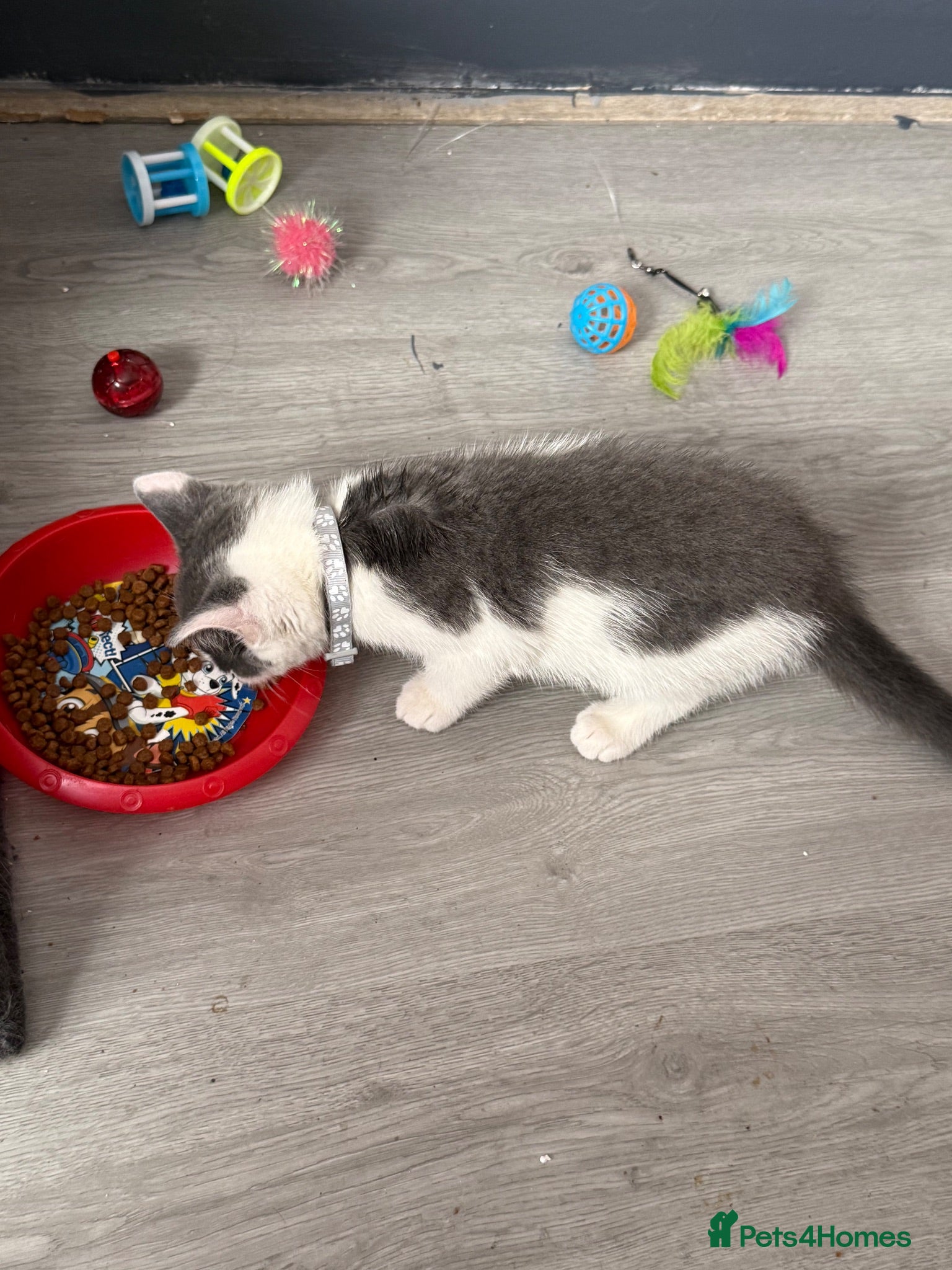 British Shorthair cats Beautiful BSH  - Advert 2