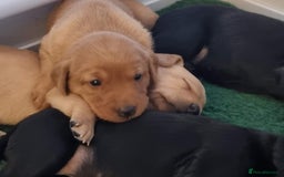 Labrador Retriever dogs for sale: Exceptional KC Labrador Puppies for Sale - Image 10