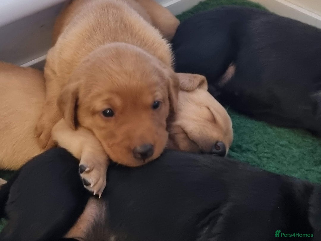 Labrador Retriever dogs for sale: Exceptional KC Labrador Puppies for Sale - Image 10