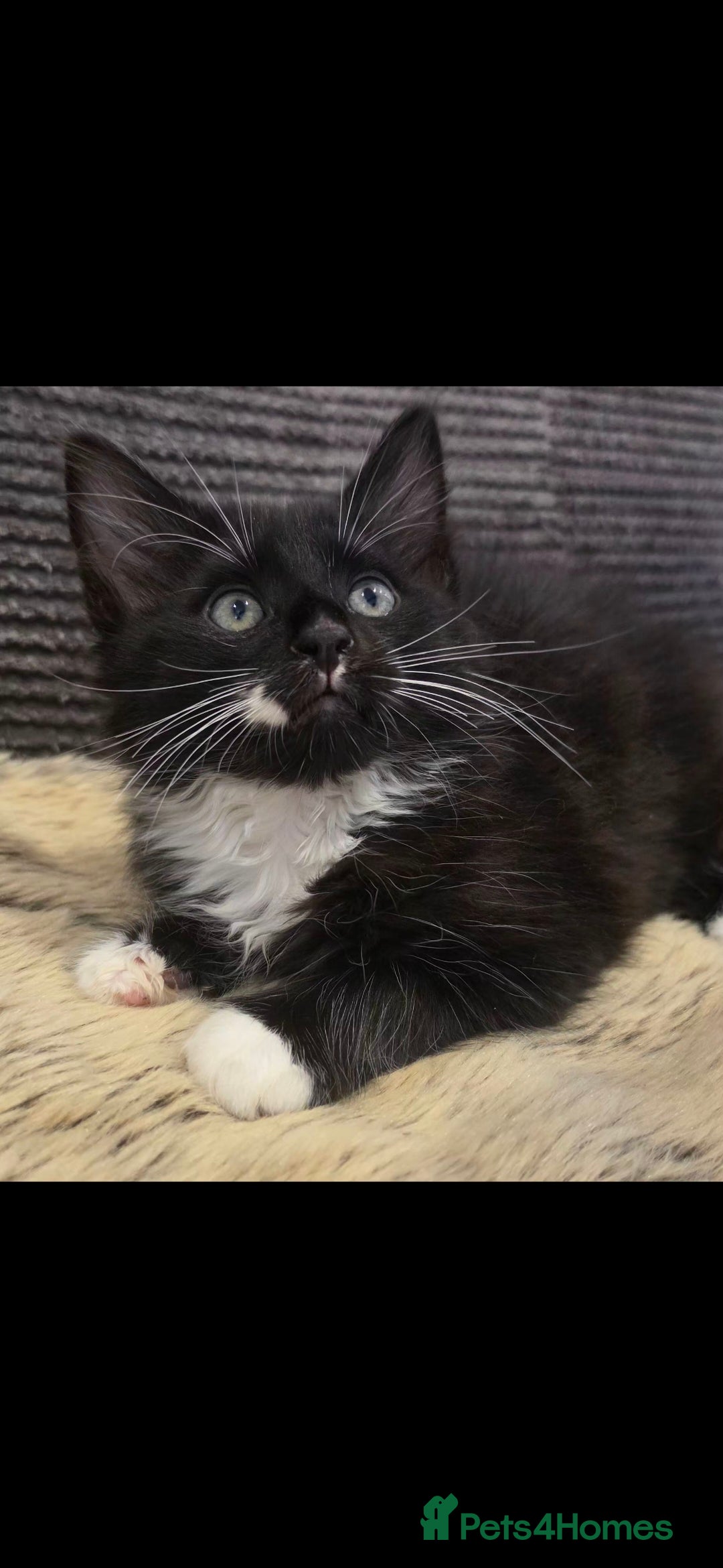 Mixed Breed cats Beautiful long haired kittens  - Advert 1