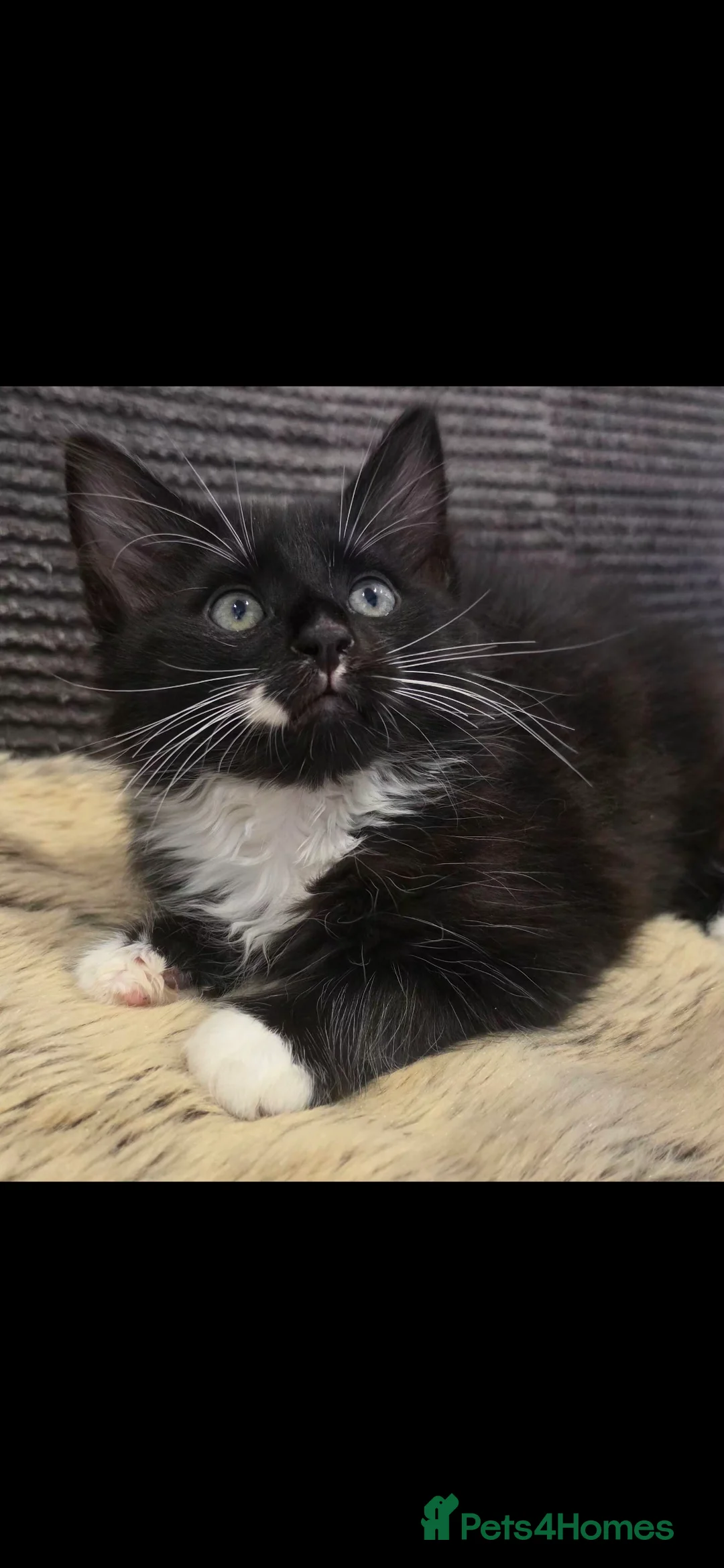 Mixed Breed cats for sale: Beautiful long haired kittens  - Advert 1