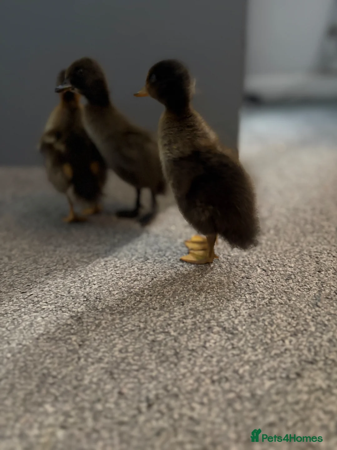 Ducks poultry for sale: X3 Indian runner ducklings READY NOW - Advert 4